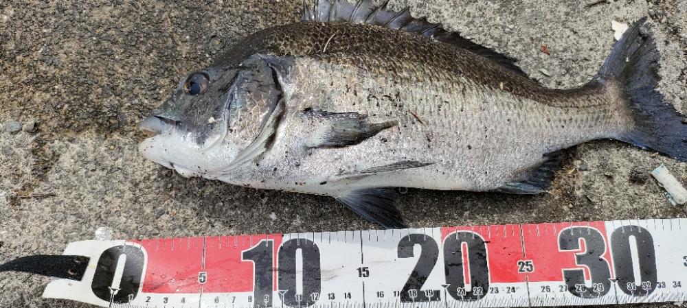 エギ＆チニング