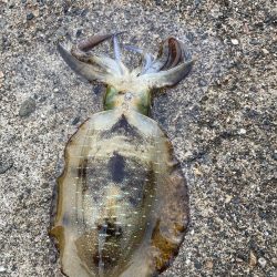 夕まづめでリベンジ