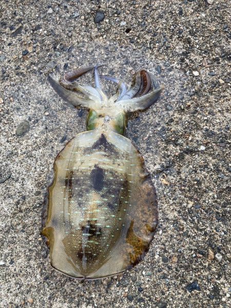 夕まづめでリベンジ