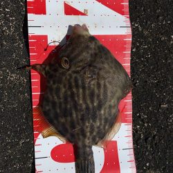 9月最初のチヌフカセ釣り