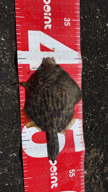 9月最初のチヌフカセ釣り