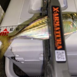 エステルライン初アジング