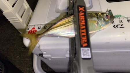 エステルライン初アジング