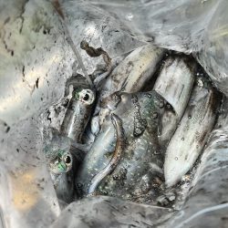 エギング　日本海は2