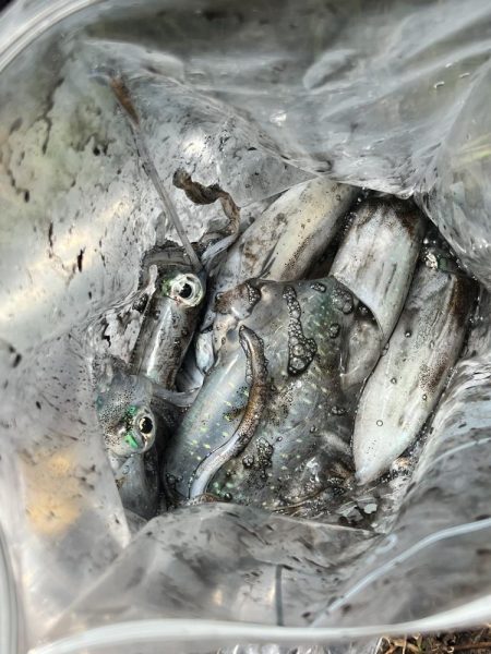 エギング　日本海は2