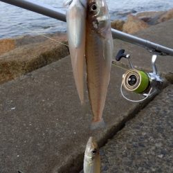 苅屋海岸のキス釣り