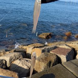 苅屋海岸の投げ釣り