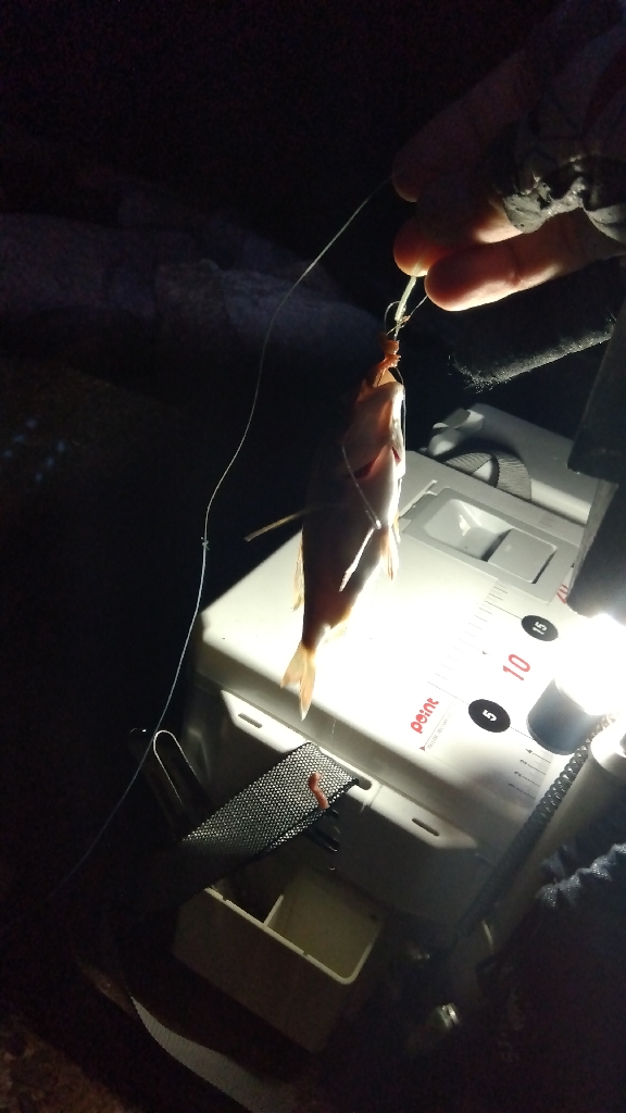 苅屋海岸のキス釣り