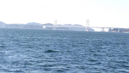 メガフロートでメジロ！！