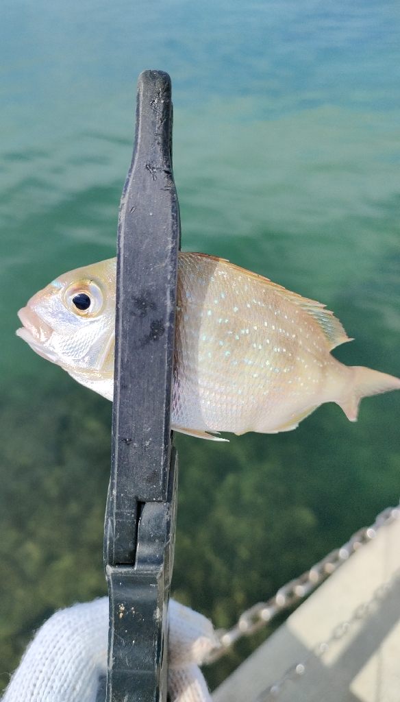 タチウオ狙いの淡路島釣行ろ