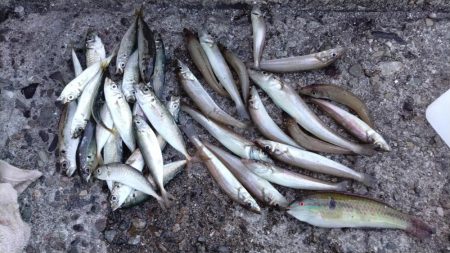 厳しい釣行でした