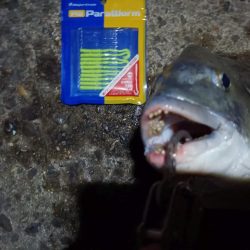 2023/09/09 南港ライトゲーム釣行 （ガシラ狙い）