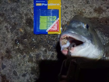 2023/09/09 南港ライトゲーム釣行 （ガシラ狙い）