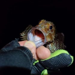 2023/09/12 南港ライトゲーム釣行 （ガシラ狙い）