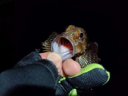 2023/09/12 南港ライトゲーム釣行 （ガシラ狙い）