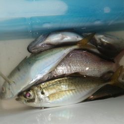 五目釣りになってしまい