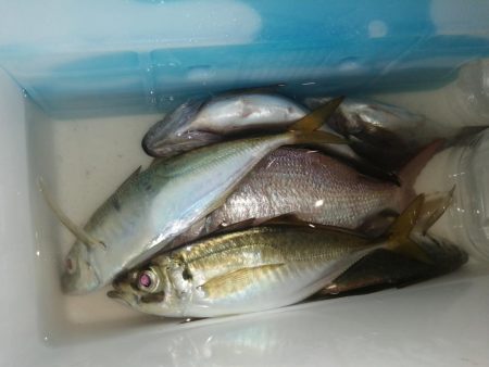 五目釣りになってしまい