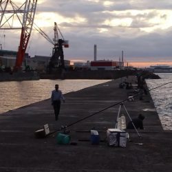 播磨新島のキス調査