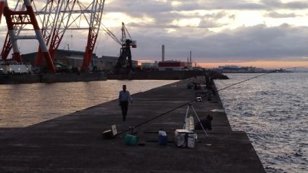 播磨新島のキス調査