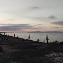 播磨新島のキス釣査