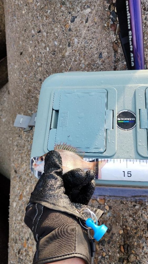 安定のガシリング