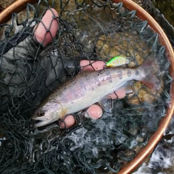 かわいい夏ヤマメが遊んでくれた