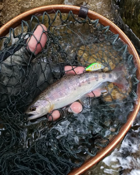 かわいい夏ヤマメが遊んでくれた