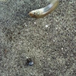 久しぶりの釣り