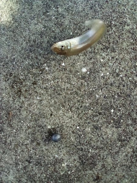 久しぶりの釣り