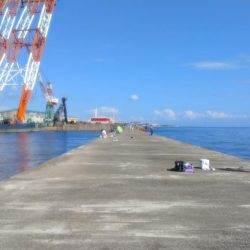 播磨新島のキス釣査