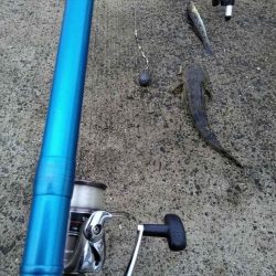 閖上港　青イソメ　ちょい投げ　ハゼ　コチ　熱帯魚？