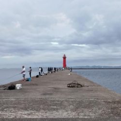 強烈なエサ取りでした