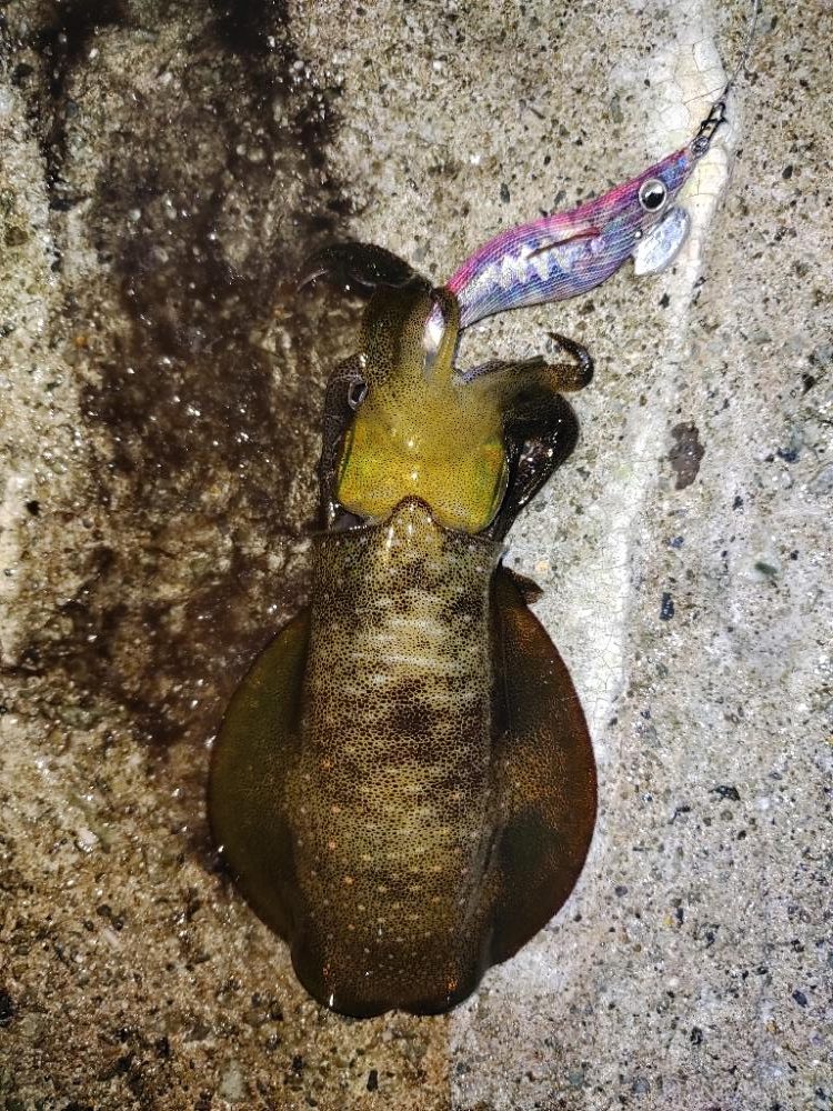 エギング＠泉南