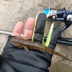 2023/09/23 大阪河川ライトゲーム釣行