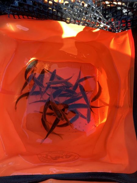 アジしか勝たん