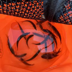 アジしか勝たん③