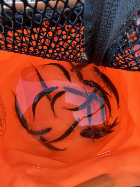 アジしか勝たん③