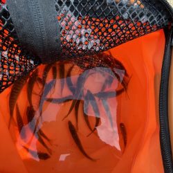 アレ達成ならず