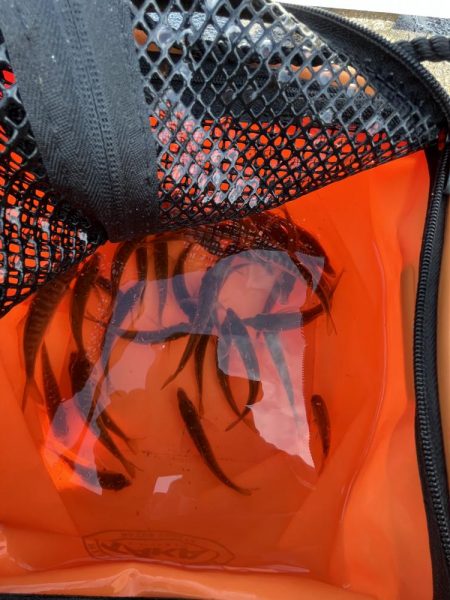 アレ達成ならず