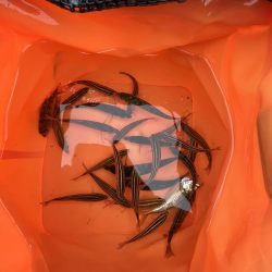 人多め　ウリボウも多め