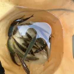 アジの時期長い