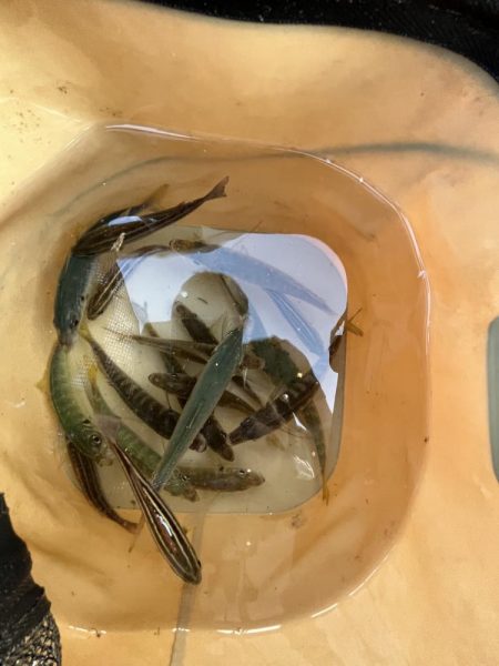 アジの時期長い