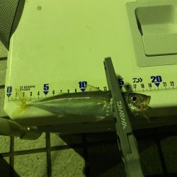 アジ絨毯！えぐすぎる釣り場