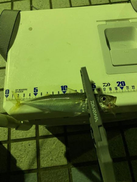 アジ絨毯！えぐすぎる釣り場