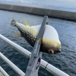 岩屋でサビキ釣り