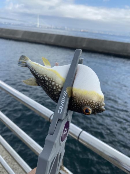 岩屋でサビキ釣り