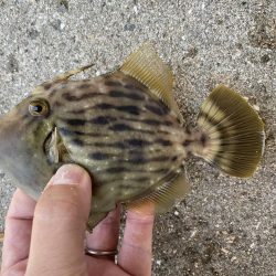 有力な情報ゲッツ