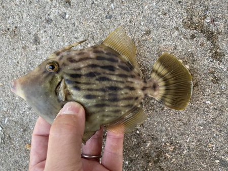 有力な情報ゲッツ