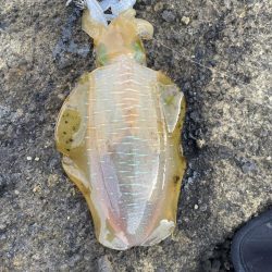 2023 佐渡ヶ島エギング 13回目【9月18日】