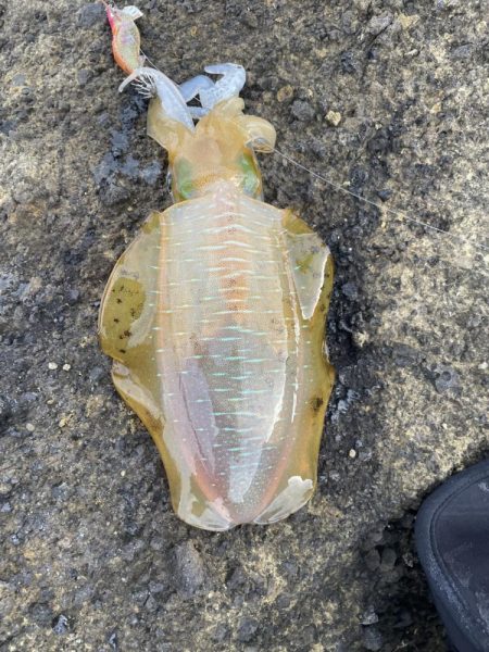 2023 佐渡ヶ島エギング 13回目【9月18日】